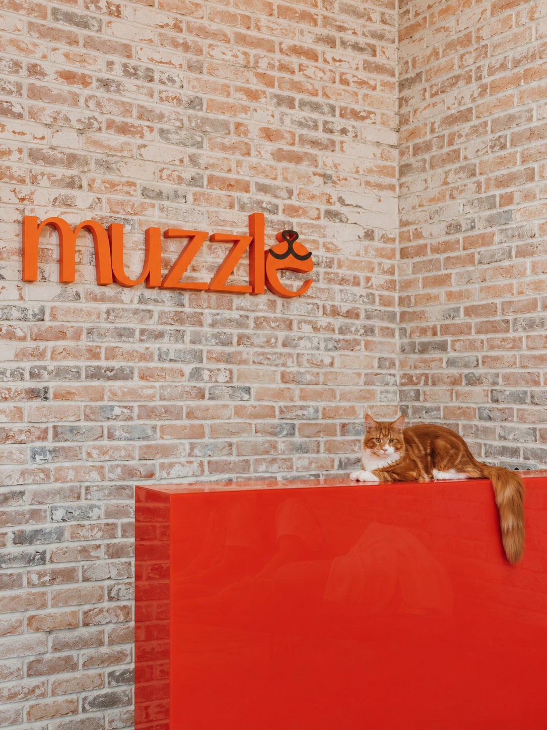 Muzzle grooming salon reception with an orange counter and a cat Muzzle grooming salon reception with an orange counter and a cat