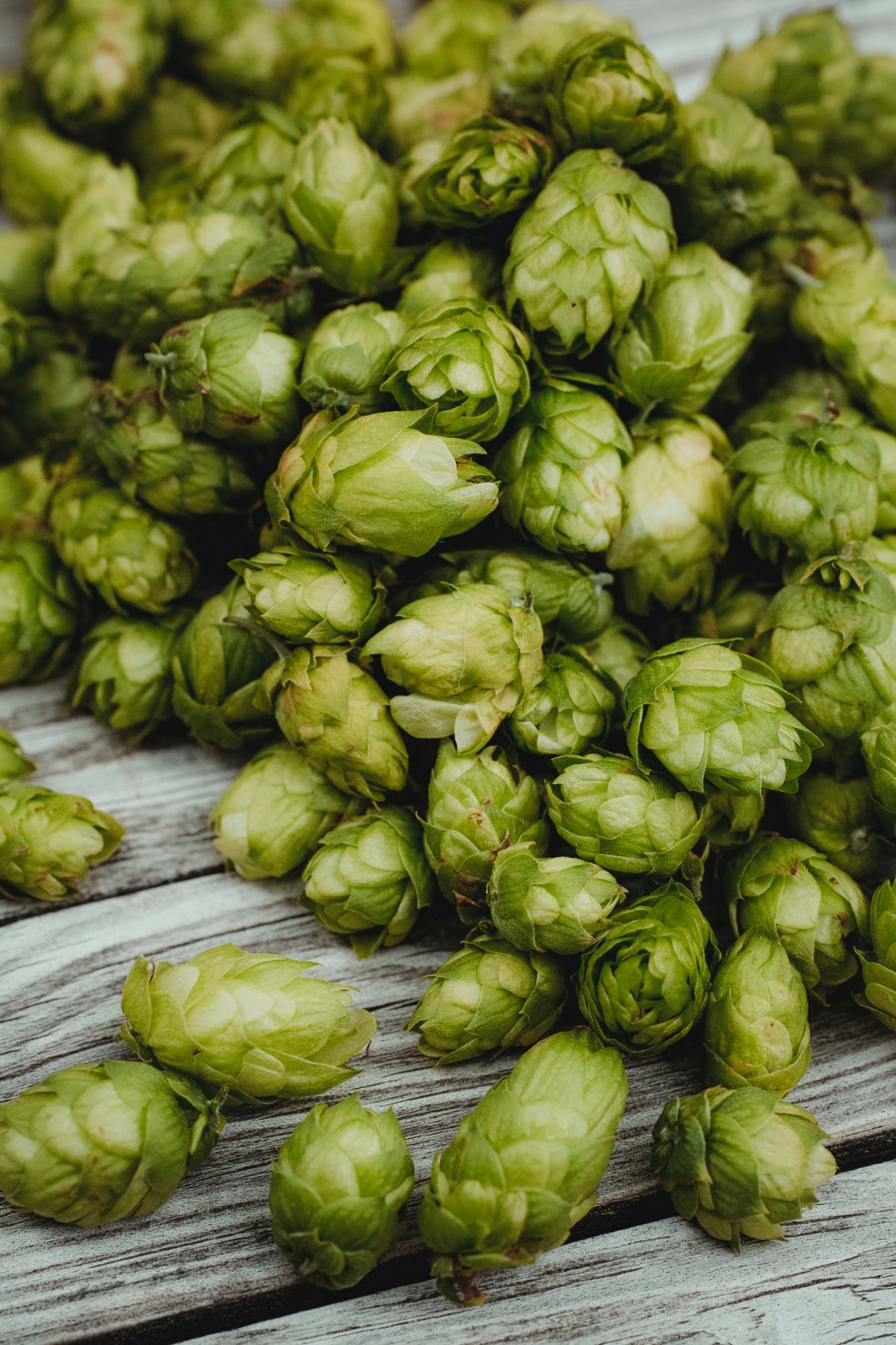 Green hop cones used in brewing Green hop cones used in brewing