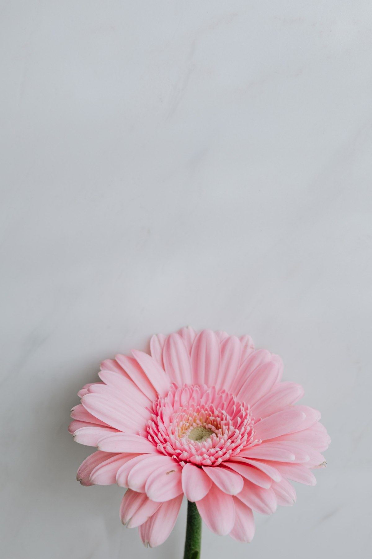 Pink gerbera flower against a light grey background Pink gerbera flower against a light grey background