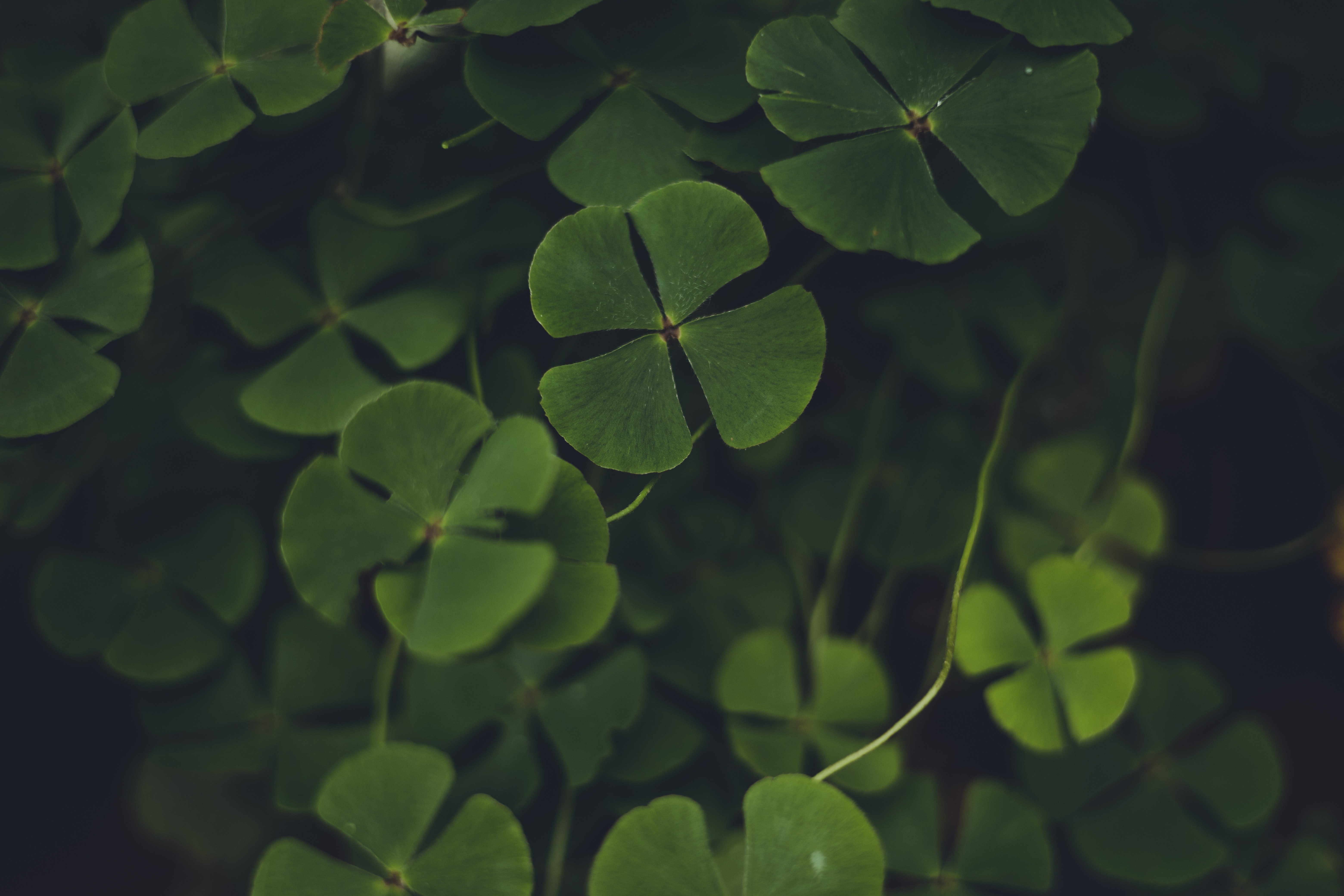 Close-up of green clover leaves against a dark background Close-up of green clover leaves against a dark background